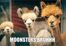 three llamas are standing next to each other with the words moonsters bruhhh above them