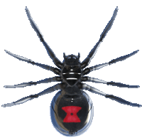 a close up of a black spider with a red x on its back