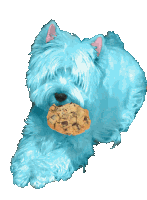 a blue dog is eating a cookie with chocolate chips