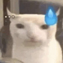 a white cat with a blue tear on its forehead is looking at the camera .