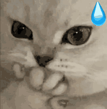 a close up of a cat 's face with a blue tear coming out of its nose