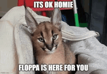 a small cat is sitting on a blanket with a caption that says `` it 's ok homie floppa is here for you ''