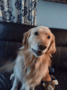 a dog is sitting on a couch with a stuffed animal in its mouth