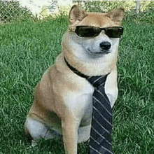 a dog wearing a tie and sunglasses is sitting in the grass .