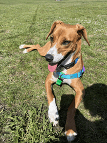 a brown and white dog wearing a blue collar with a green tag that says ' t.j. ' on it