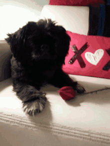 a small black dog laying on a couch next to a red pillow that says xoxo