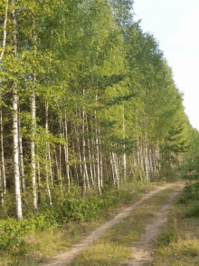 a dirt road going through a forest with trees on both sides