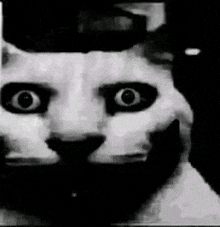 a black and white photo of a cat with a hat on .