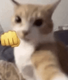 a cat is taking a selfie with a yellow fist in its mouth .