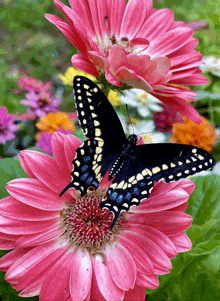 a butterfly is perched on a pink flower