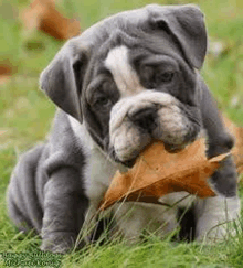 a gray and white bulldog puppy is chewing on a leaf while sitting in the grass .