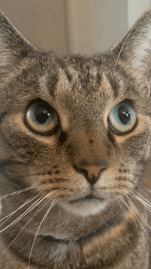 a cat with blue eyes looks at the camera