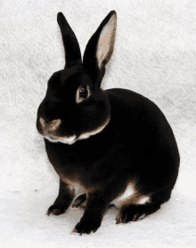 a black rabbit is sitting on a white surface and looking at the camera