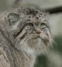 a close up of a cat 's face with a green eye