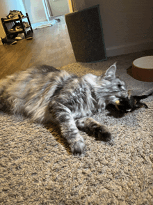 a gray cat laying on a carpet with a toy in its mouth