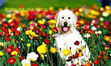 a white dog is sitting in a field of colorful flowers .