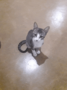 a gray and white cat sitting on a concrete floor looking up at the camera