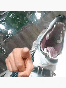 a hand is pointing at a shark with its mouth wide open