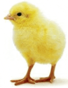 a small yellow chicken standing on a white background .