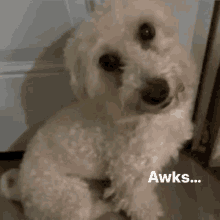 a small white dog is sitting in front of a door with a caption that says " awks "