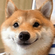 a close up of a shiba inu dog 's face smiling .