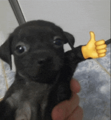 a person is holding a small black puppy with a thumbs up emoji on it