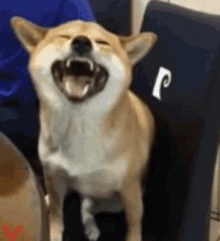 a dog is sitting on a chair with its mouth open and yawning .