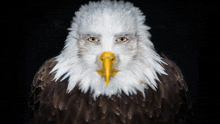 a bald eagle with a yellow beak and a black background