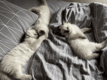 two white kittens are laying on a bed with a grey and white striped blanket