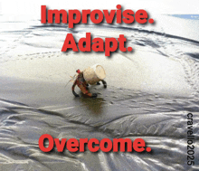 a picture of a hermit crab with the words improvise adapt overcome