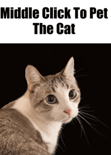 a picture of a cat with the words middle click to pet the cat