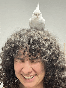 a woman with curly hair has a white parrot on her head