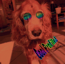 a cocker spaniel wearing sunglasses with the words cool profile written below it