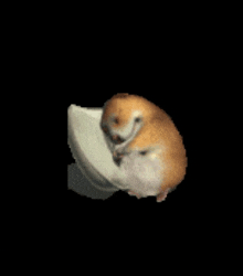 a hamster is sitting on top of a white object .