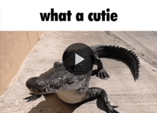 a video of a crocodile with the words what a cutie on the bottom