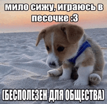 a brown and white puppy is sitting on a sandy beach with a caption in a foreign language