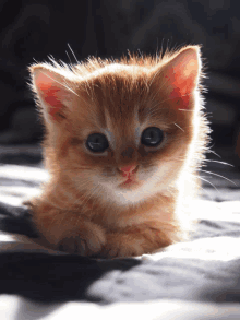 a small orange kitten with blue eyes laying on a bed