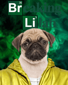 a pug dog wearing a yellow jacket with breaking lilah written on the background