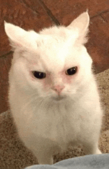 a white cat with a very angry look on its face is standing on a carpet and looking at the camera .