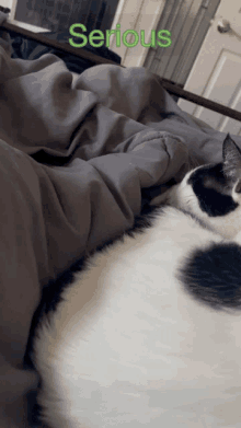 a black and white cat laying on a bed with the word serious written in green