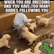 a picture of a child petting a group of puppies with the caption when you are breeding