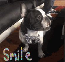 a black and white dog wearing a bow tie is sitting on a rug with the word smile written on it