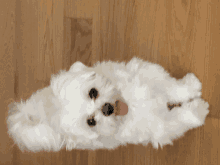 a small white dog is laying on its back with its tongue out