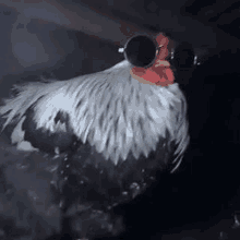 a black and white rooster wearing sunglasses is standing in a dark room .