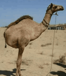 a camel with a rope around its neck stands in the desert