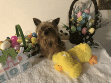 a small dog sits next to a yellow stuffed duck and a basket of easter eggs