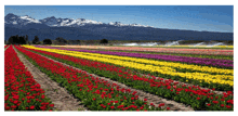 a field of colorful flowers with a mountain in the background