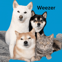 a group of dogs and a cat laying on a blue background with the word weezer on the bottom