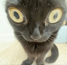 a close up of a black cat with yellow eyes looking at the camera