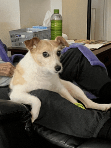 a dog laying on a person 's lap with a bottle of green water in the background